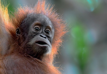 November 2012 -Media Coverage for Sumatran Orangutans 