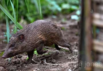July 2016 - Pygmy Hogs in the Press 