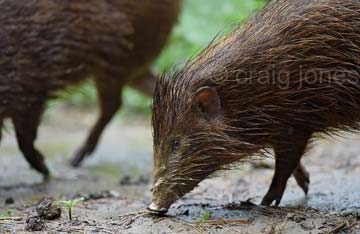 June 2016 - 100th Pygmy Hog Release 