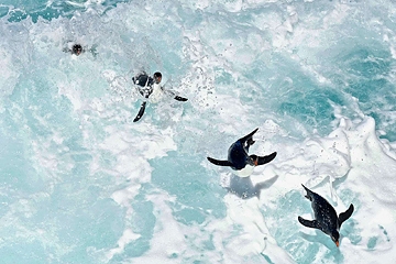 January 2018 - Guardian Image of the Week