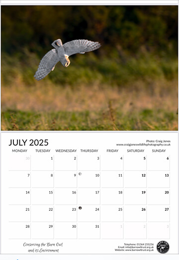 Barn Owl 2025 Calendar