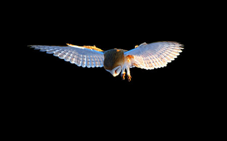 Beautiful Barn Owls