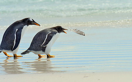 Fantastic Falklands