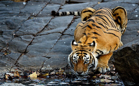 Tiger Tiger