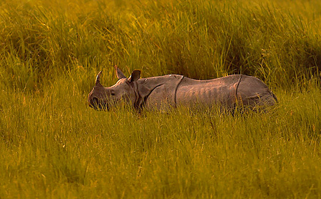 Wildlife Of India 2027