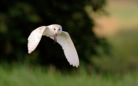 Barn Owl Workshops