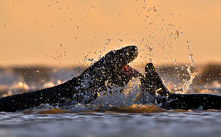 Encounter With Seals
