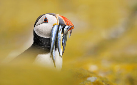 Farne Islands Seabird Workshops