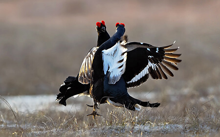 Finland-Black Grouse & Capercaillie Lek 2026