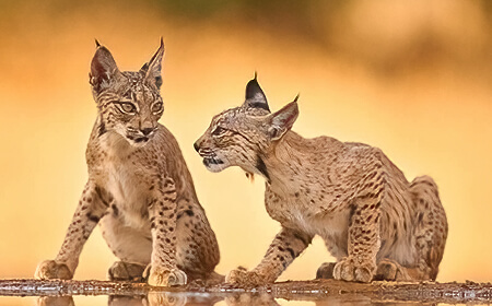 Iberian Lynx Southern Spain 2026