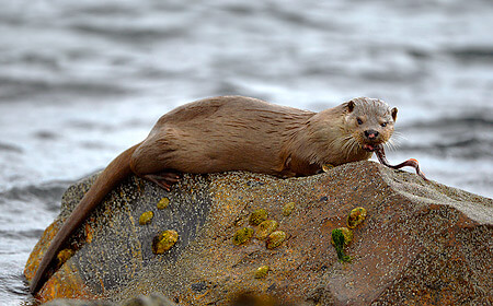 Otter Week - Shetland Isles 2026