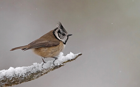 Scottish Winter Wildlife 2027