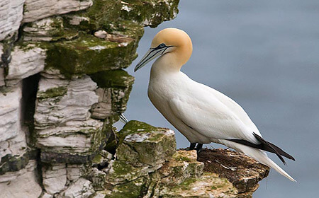 Seabirds Workshop At Bempton Cliffs
