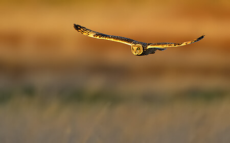 Short-Eared Owl Workshops