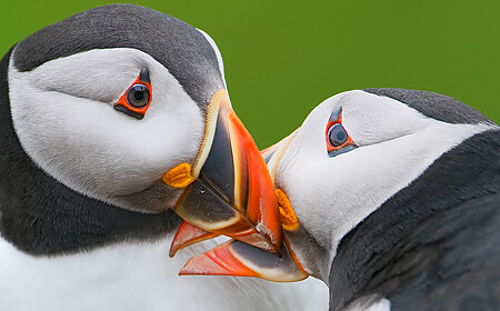 Spectacular Skomer