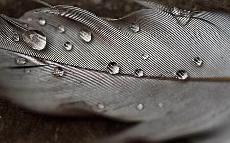 Wild Macro Photography Days