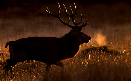 Wild Red Deer Workshops