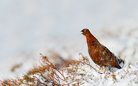 Winter Wildlife Of The Peaks 2026